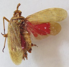 Enchophora sanguiflua