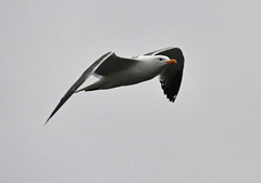 Larus fuscus