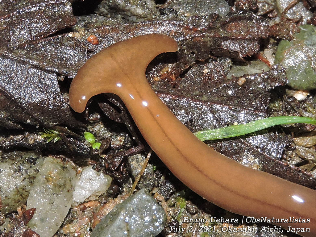 broadhead planarians from Koseicho, Okazaki, Aichi 4440052, Japão on