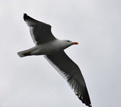 Larus fuscus
