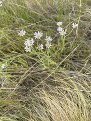 Erigeron