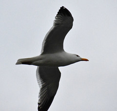 Larus fuscus