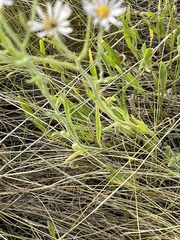 Erigeron