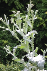 Onopordum acanthium