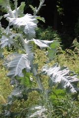 Onopordum acanthium