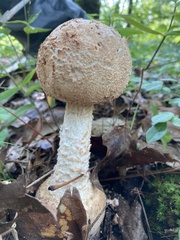 Amanita rhopalopus