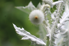 Onopordum acanthium