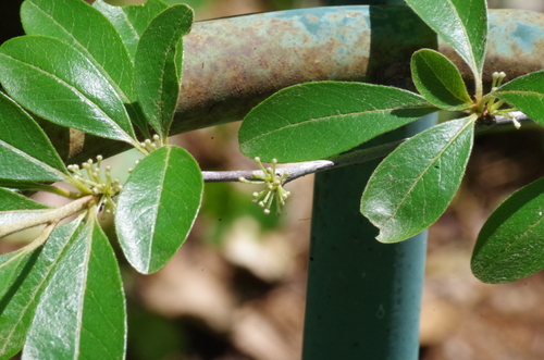 Sideroxylon lanuginosum ssp. lanuginosum