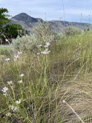 Erigeron