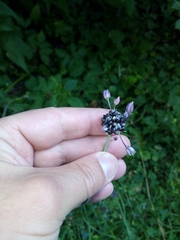 Allium