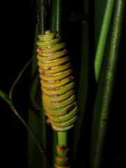 Cyclanthus bipartitus
