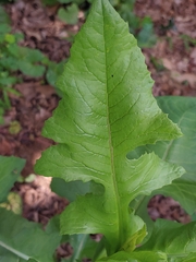 Liriomyza taraxaci