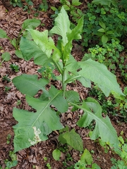 Liriomyza taraxaci