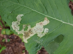 Liriomyza taraxaci