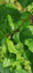 Myzus cerasi
