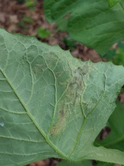 Liriomyza taraxaci