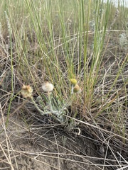 Erigeron