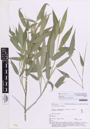 Phyllostachys bissetii