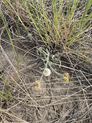 Erigeron
