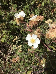 Rosa abyssinica