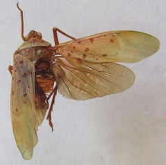 Copidocephala guttata