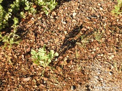 Pimpinella villosa