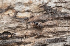 Microplax albofasciata