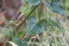 Dioscorea communis