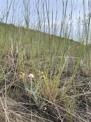 Erigeron