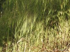 Aegilops triuncialis