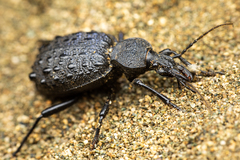 Cychrus tuberculatus