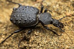 Cychrus tuberculatus