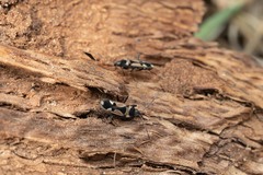 Raglius confusus