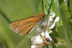 Euphyes bimacula