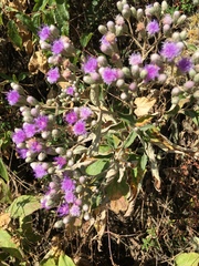 Vernonia bipontini