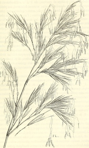 Phyllostachys flexuosa A. Rivière & C. Rivière