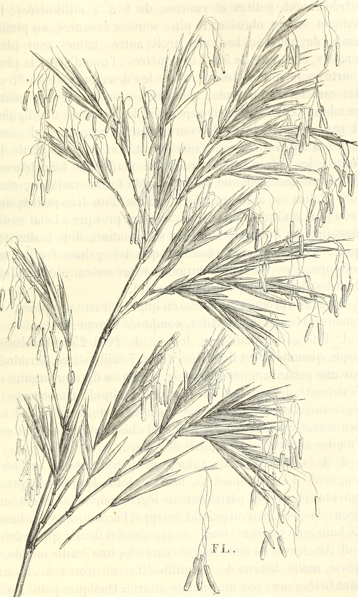 Phyllostachys flexuosa