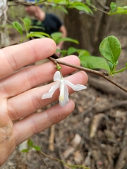 Styracaceae
