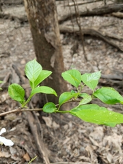 Styracaceae