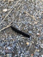 Aglais io