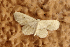 Idaea obfusaria