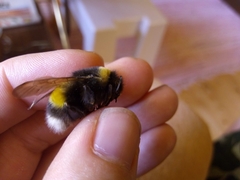 Bombus cryptarum