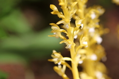 Corallorhiza maculata occidentalis