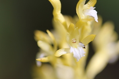 Corallorhiza maculata occidentalis