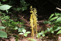 Corallorhiza maculata occidentalis
