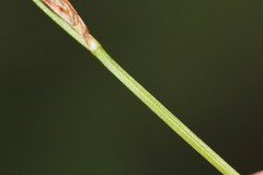 Carex lucorum