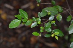 Rhamnus diffusa