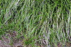 Carex lucorum