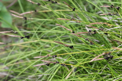 Carex lucorum