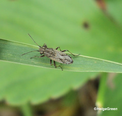 Ortholomus punctipennis